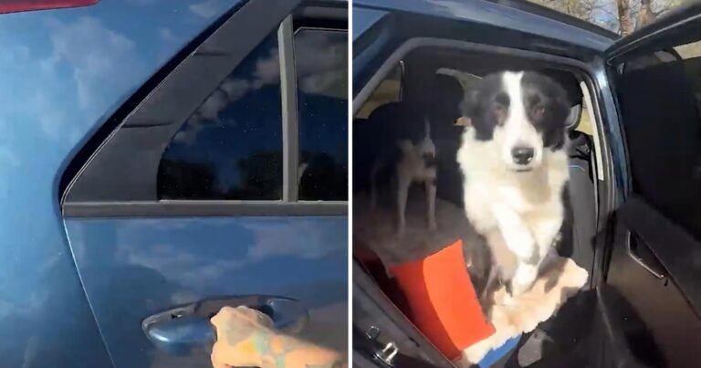 Overenthousiaste puppy doet baasje schrikken wanneer ze autoportier opent (video)
