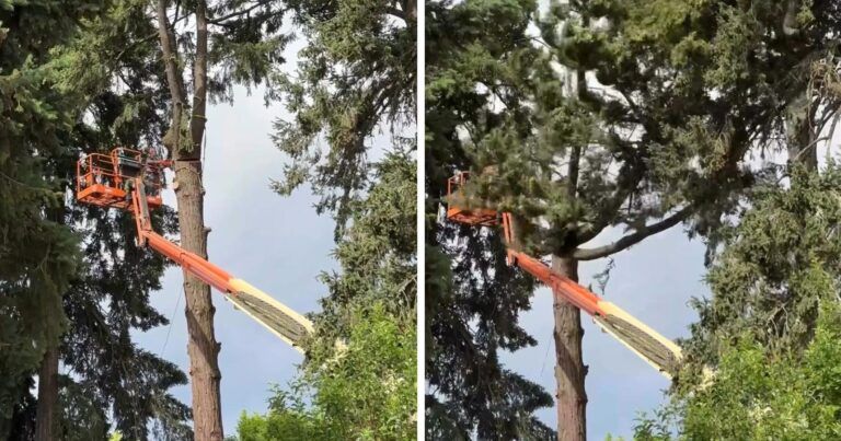 Man zaagt boom om vanuit hoogtewerker, maar dat loopt niet volgens plan (video)