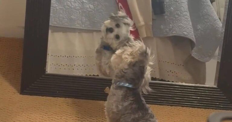 Hondje ziet zichzelf voor de eerste keer in de spiegel. Zijn reactie? HILARISCH! (video)