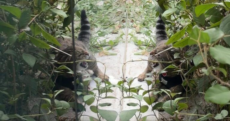 Kat reageert furieus op zijn spiegelbeeld: “Dit kan niet echt zijn!” (video)