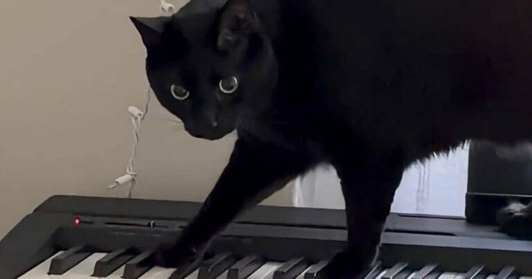 Kat ontdekt dat hij piano kan spelen: “Een nieuwe Mozart in de maak!” (video)