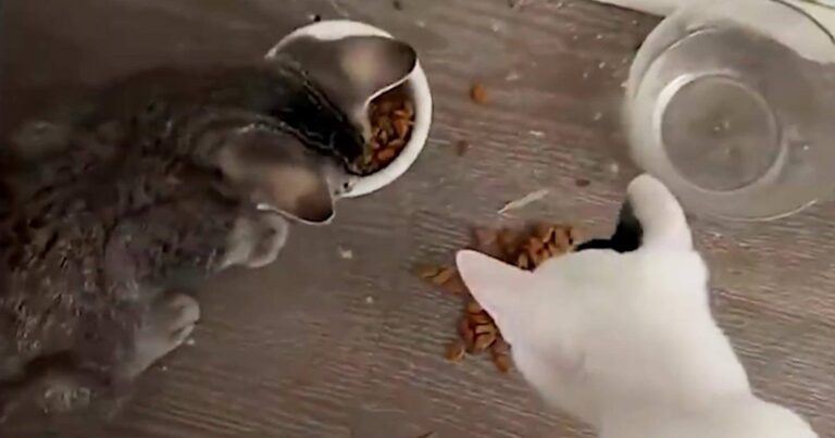 Gulzige kat weigert eten te delen met huisgenoot (video)
