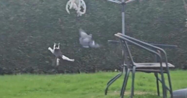 Kat probeert vogel te vangen, maar krijgt het deksel op de neus (video)